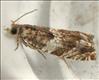 1150 (49.234) Epinotia abbreviana